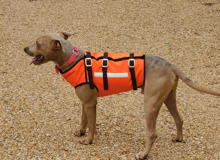 Hunting dog hot sale harness vest